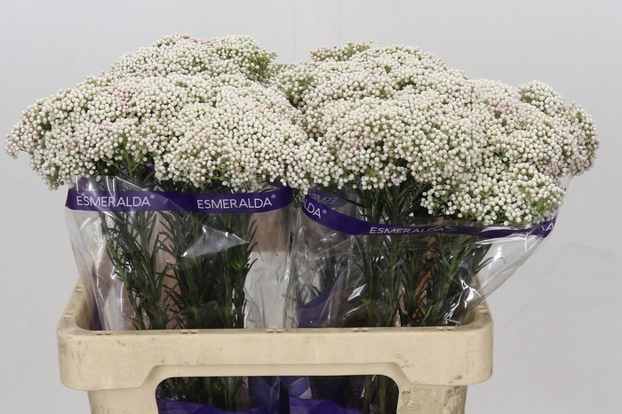 <h4>OZOTH COOKS SNOW WHI</h4>