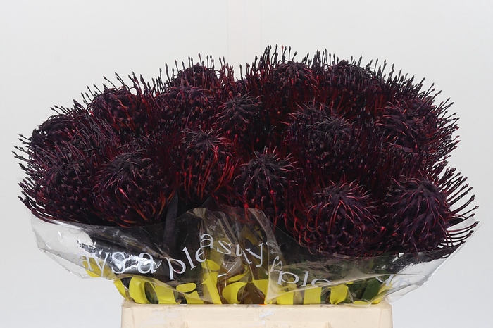 <h4>Nutans Painted Aubergine</h4>