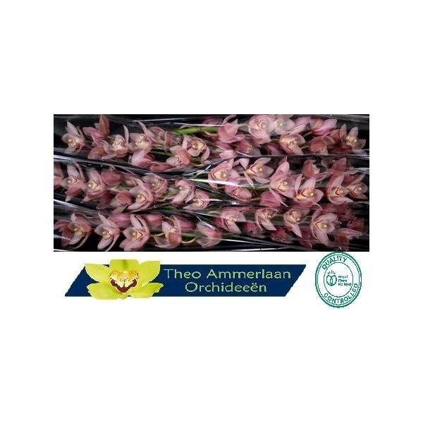 <h4>Reynella 80</h4>