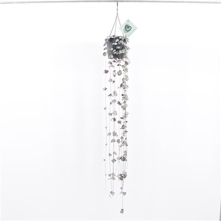 <h4>Ceropegia Woodii Hang</h4>