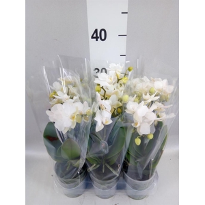 Phalaenopsis multi. 'Ant Zurich'