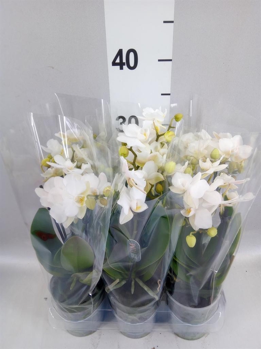<h4>Phalaenopsis multi. 'Ant Zurich'</h4>