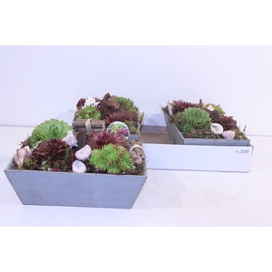 ARR SEMPERVIVUM