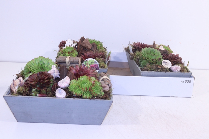 <h4>ARR SEMPERVIVUM</h4>