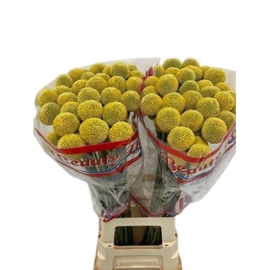 CRASPEDIA PAINT POP
