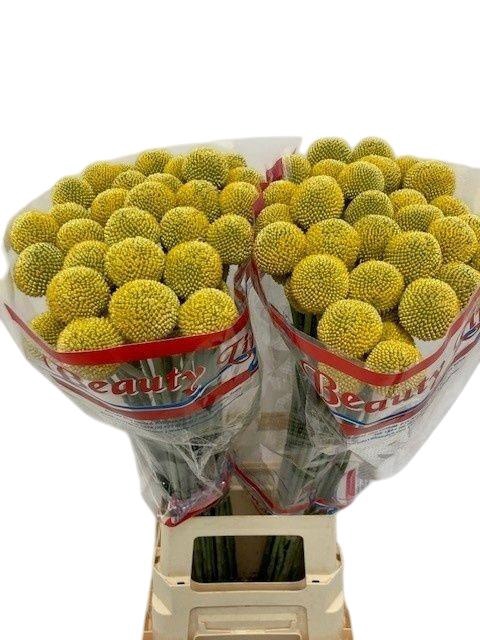 <h4>CRASPEDIA PAINT POP</h4>