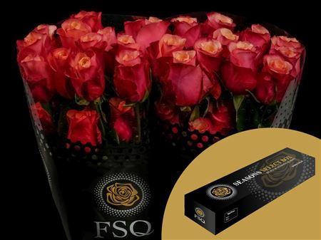 <h4>R Gr Bogart Xl</h4>