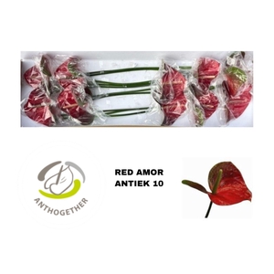 ANTH A RED AMOR