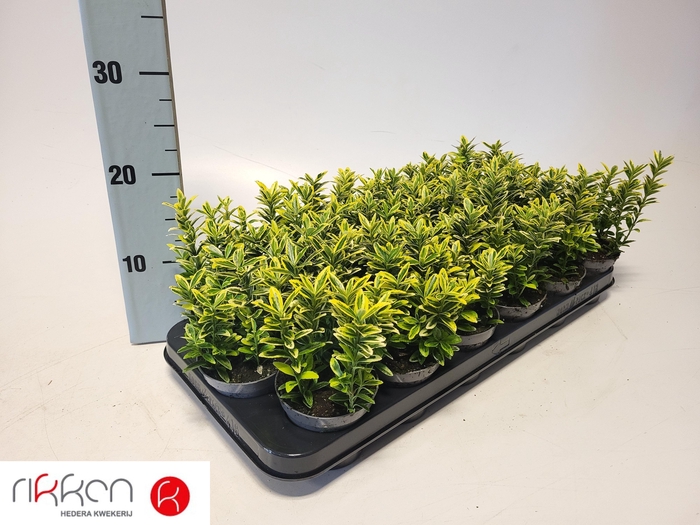 <h4>EUONYMUS JA M AUREOV</h4>