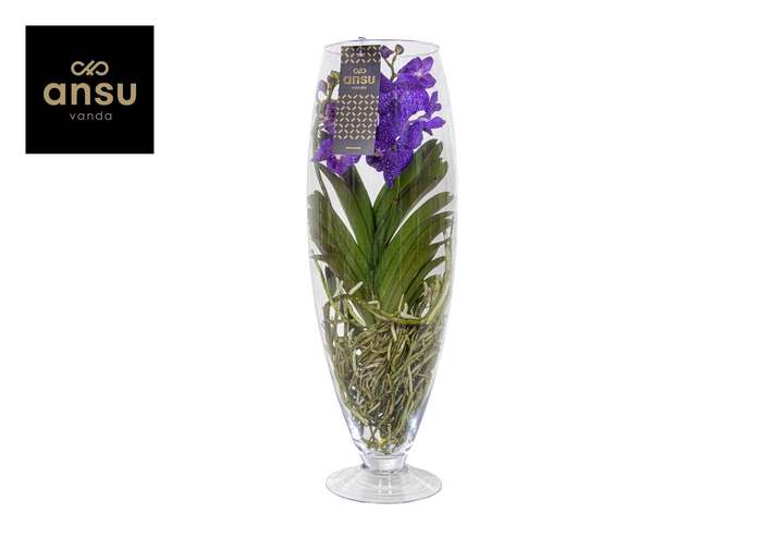 <h4>Vanda Champagne Blue</h4>