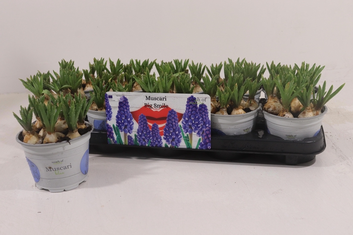 <h4>MUSCAR BIG SMILE</h4>