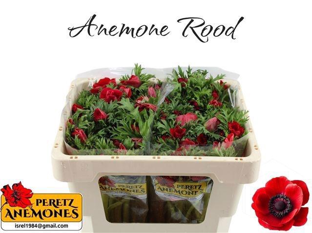 <h4>ANEM CO GALIL ROOD</h4>