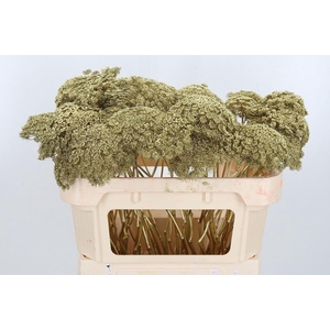 Ammi Zaad Kl Bh Goud