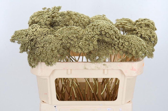 <h4>Ammi Zaad Kl Bh Goud</h4>