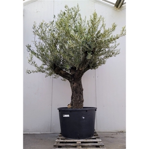 Olea Europaea (Nr.9)