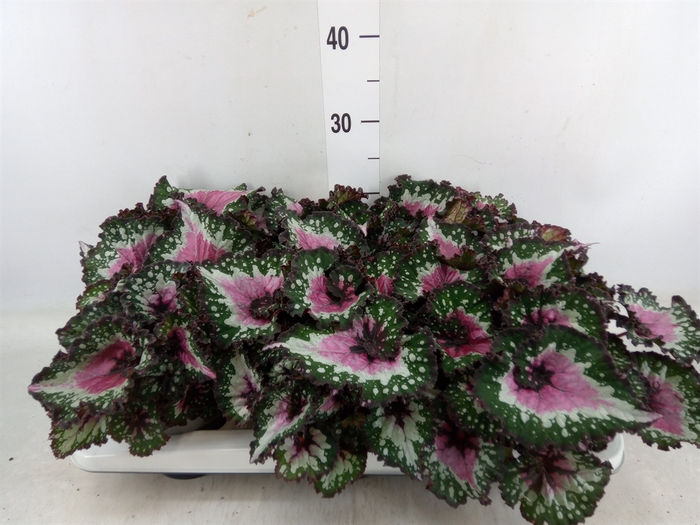 <h4>Begonia BD 'Purple Blush'</h4>