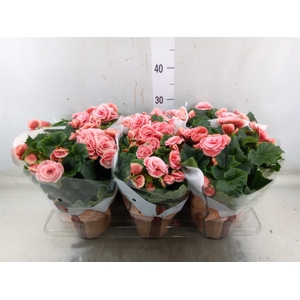 Begonia elat. DU 'Borias'