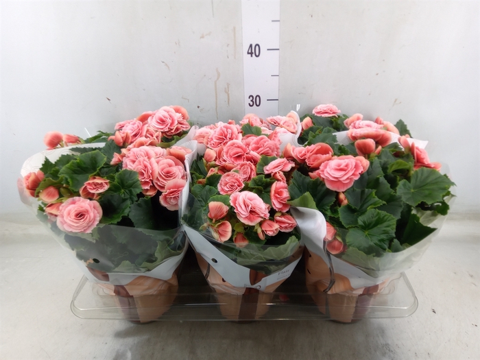 <h4>Begonia elat. DU 'Borias'</h4>