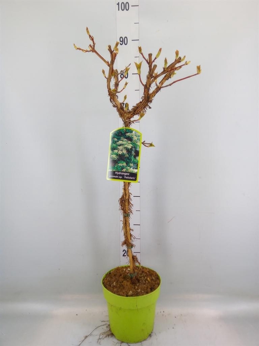 <h4>Hydrangea mac.</h4>