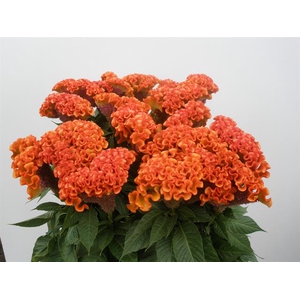 CEL C TURBO M ORANGE