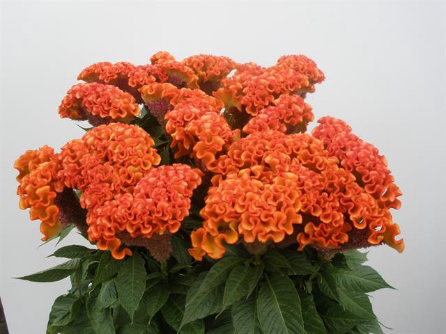 CEL C TURBO M ORANGE