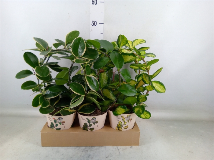 <h4>Hoya   ...mix</h4>