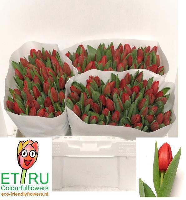 <h4>TU EN ESCAPE</h4>