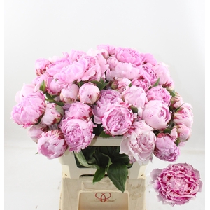 PAEO L SARA BERNHARD