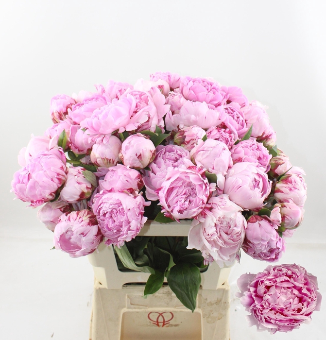 <h4>PAEO L SARA BERNHARD</h4>