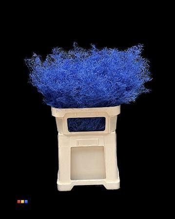<h4>Limonium Blue</h4>
