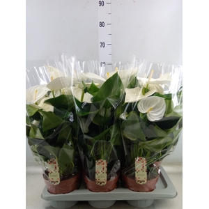 Anthurium andr. 'Alpine'