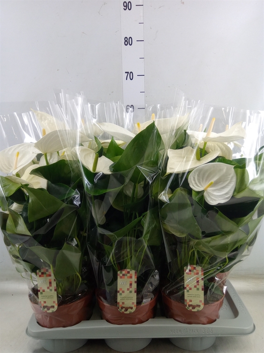 <h4>Anthurium andr. 'Alpine'</h4>