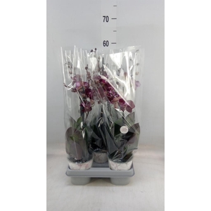 Phalaenopsis multi. 'Ant Cartagena'