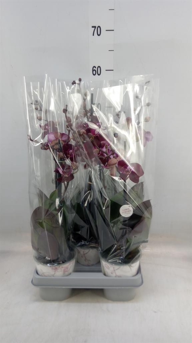 <h4>Phalaenopsis multi. 'Ant Cartagena'</h4>