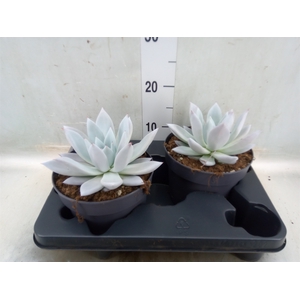 Echeveria  'Mexican Giant'