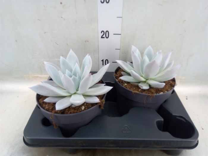 <h4>Echeveria  'Mexican Giant'</h4>