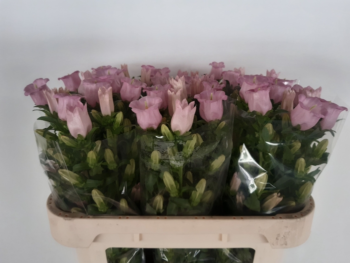 <h4>CAMP M PEARL PINK</h4>