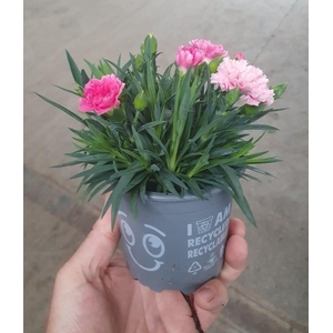 DIANTHUS CARYOPHYLLUS