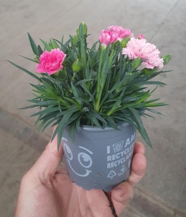 <h4>DIANTHUS CARYOPHYLLUS</h4>