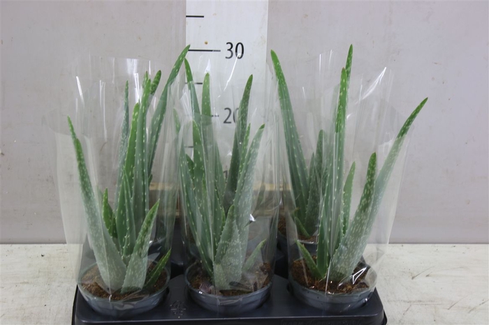 <h4>Aloe Vera</h4>
