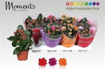 <h4>KAL GE GEM 3 KL</h4>