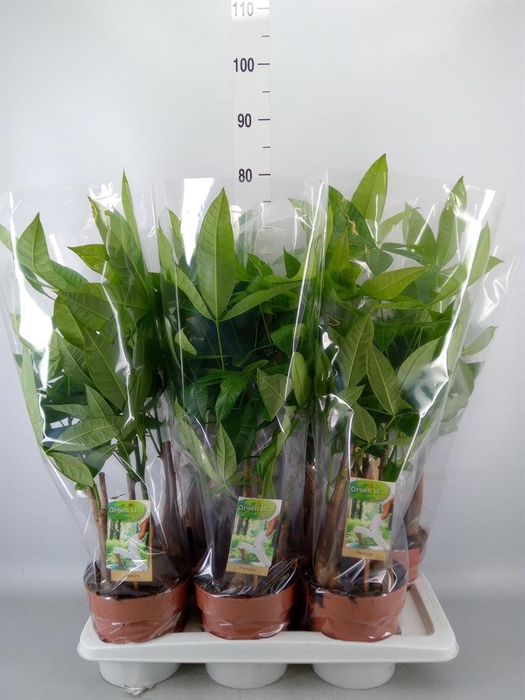 <h4>Pachira aquatica</h4>