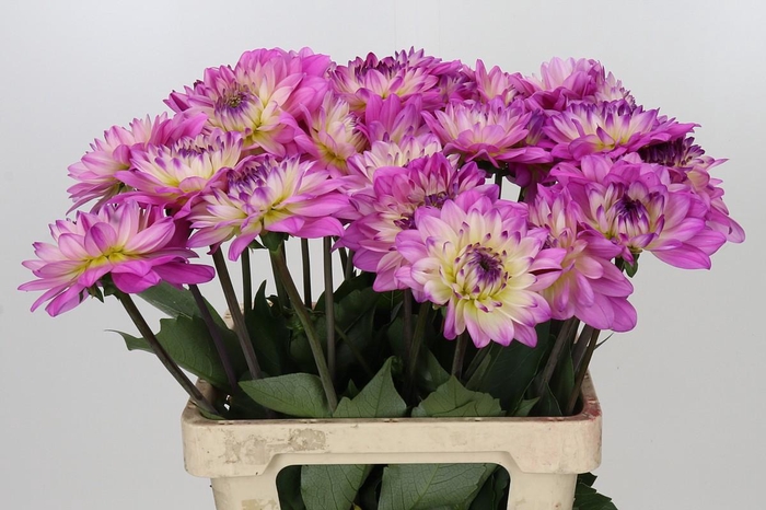 <h4>Dahlia Luca Johanna</h4>