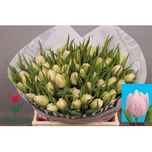 Tulipa do fair price