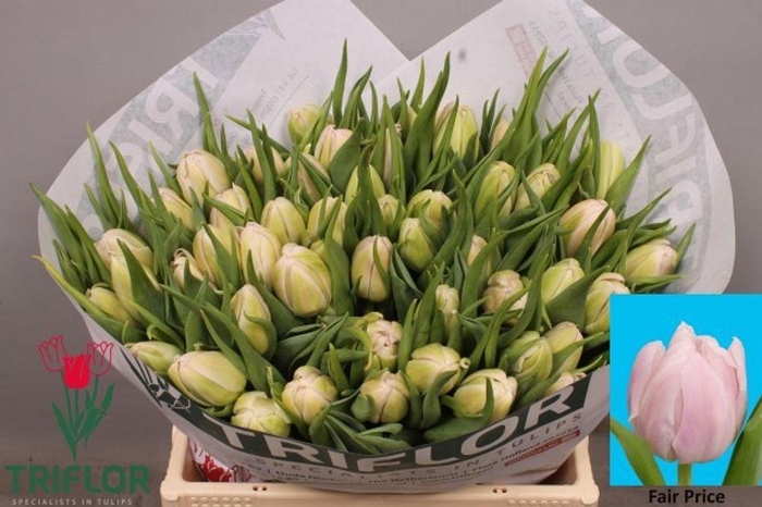 <h4>Tulipa do fair price</h4>