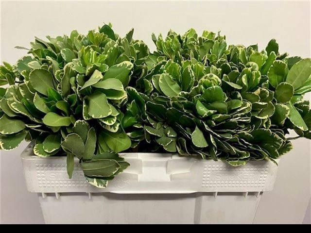 <h4>PITTOSP TO ILAN</h4>