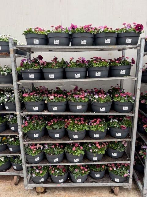 <h4>PERKPL GEM IN POT</h4>