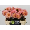 Dahlia Preference