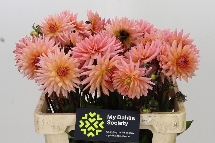 Dahlia Preference