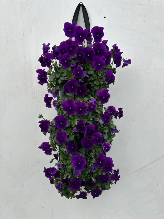 <h4>VIO CORNUTA</h4>